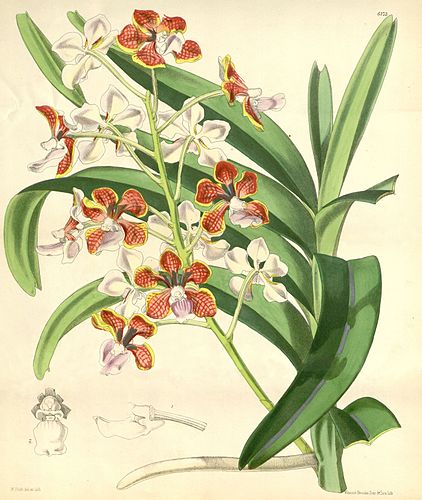 Vanda limbata